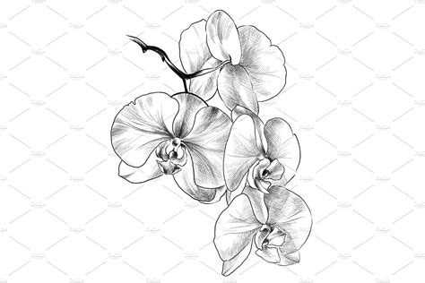 Pencil drawing Orchid flowers | Orchid flower tattoos, Flower drawing ...