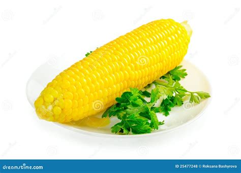 Boiled corn stock photo. Image of crop, meals, fruit - 25477248