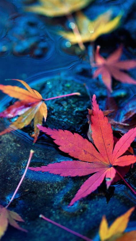 colorful leaves floating on top of a body of water