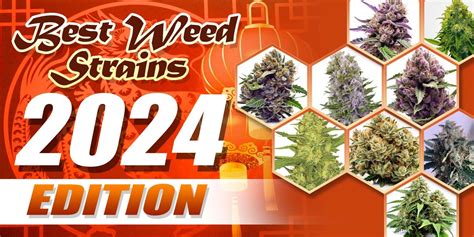 Best Weed Strains 2024 Edition Crop King Seeds