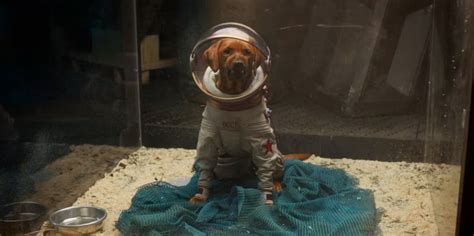 Who is Cosmo the Spacedog? All you need to know about 'Guardians of the ...