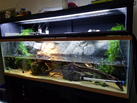 Red-Eared Slider Tank Size Requirements | ReptiFiles