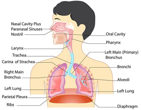 Anatomy Of The Respiratory System