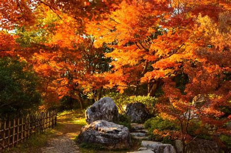 2019 Autumn Forecast: Best Places to See Autumn Leaves in Japan