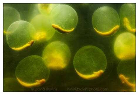 Spotted Salamander Eggs - David Blevins Nature Photography