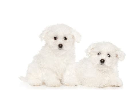 29+ Bichon Frise Puppies For Sale In Cincinnati Ohio Picture ...