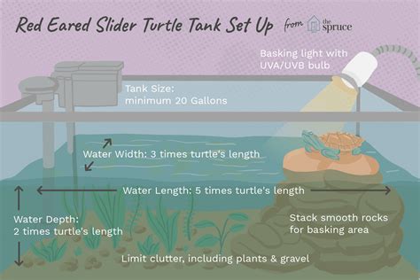 How to Set Up a Tank for a Red-Eared Slider Turtle