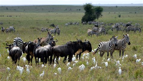 Serengeti Animals | Serengeti wildlife | Serengeti tours | Serengeti ...