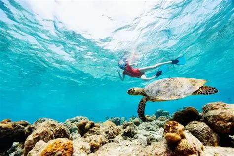 Snorkeling With Turtles In Maui: The Best Places To Go - Mauihacks