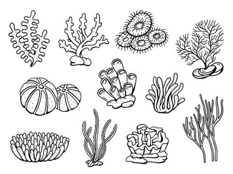 Underwater Reef Drawing