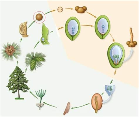 Biology Plant Reproduction Ch 26 & 30 Flashcards | Quizlet