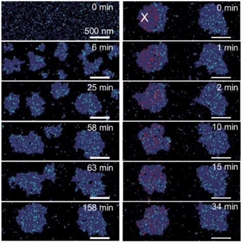 Membraneless organelles formed by liquid-liquid phase separation ...