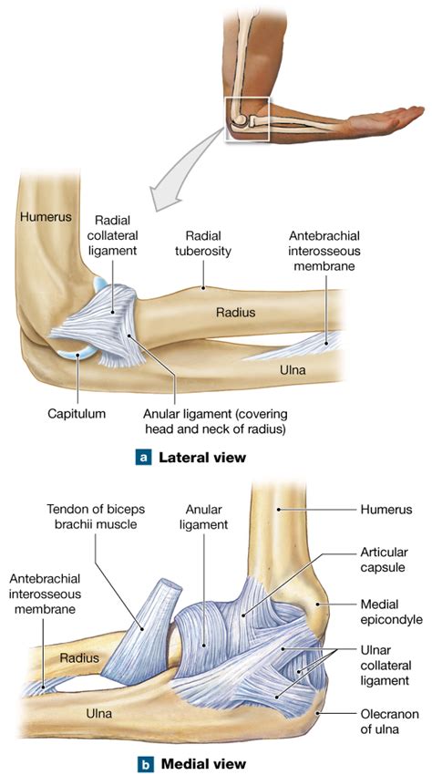 Elbow Hinge Joint Diagram