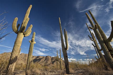 Sonoran Desert National Monument | Bureau of Land Management