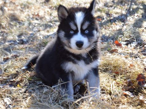 Snow Wooly Husky - Puppies For Sale