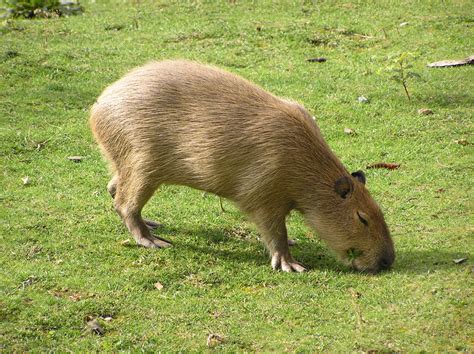 Capybaras: Giant Rodents of South America and Exotic Pets - PetHelpful