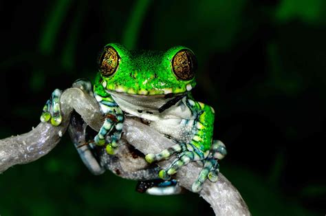 Colourful Tree Frog - img-foxglove