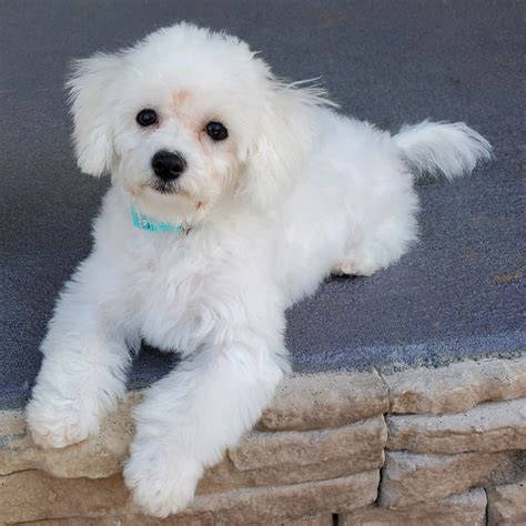 Bichon Frise Puppies For Sale | Easley, SC #319665