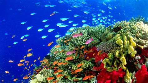 Real Coral Reef 4K Wallpapers - Top Free Real Coral Reef 4K Backgrounds ...