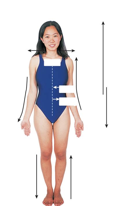 Directional Terms - Anterior View Diagram | Quizlet