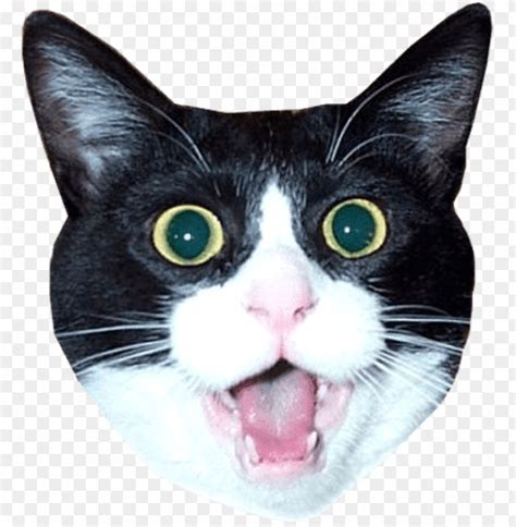 Free download | HD PNG impressed cat head meme | TOPpng