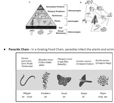 Grazing Food Chain