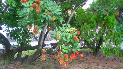 Rambutan season is here! - The Tender Gardener