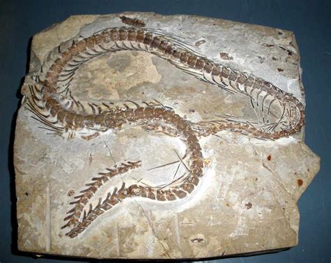 Discovery of giant snake fossils in Colombia that lived approximately ...