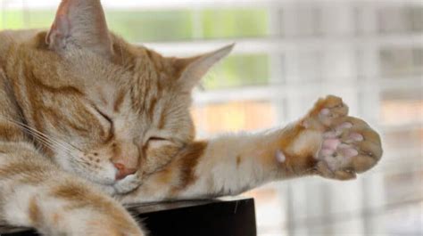 Polydactyl Cat: The History Behind Extra Toes - PetRefine