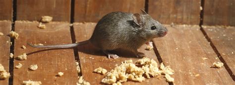 How To Deter Mice | Rentokil Pest Control India