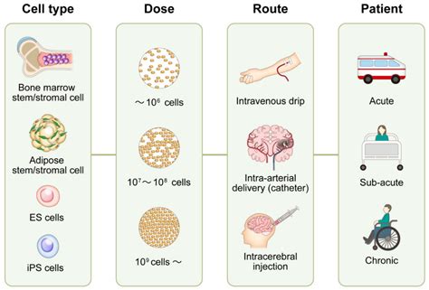 Stem Cell Therapy