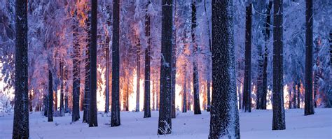 Forest Wallpaper 4K, Winter, Snowy, Norway spruce