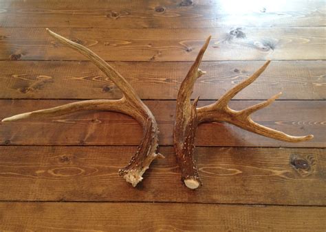 Deer antlers may hold health secrets | Mississippi State University ...