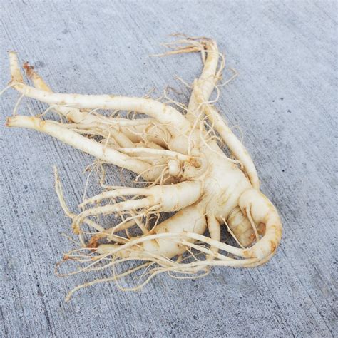 Fresh Ginseng Root - Next Day Shipping | Pacific Wild Pick