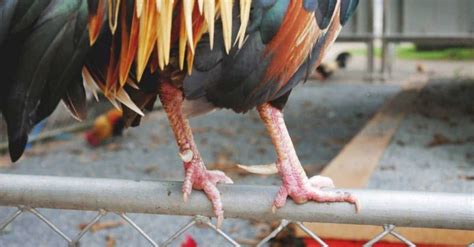 Rooster Spurs: Should You Trim or Remove Them, and How to Do It