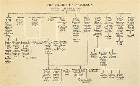 Napoleon Bonapartes Family Tree 19th Century Stock Illustration ...