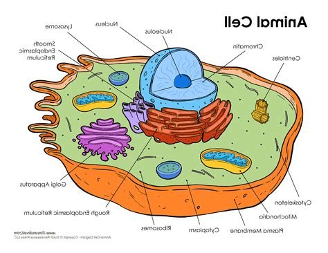 How To Draw Animal Cell Diagram Labeled : Functions and Diagram