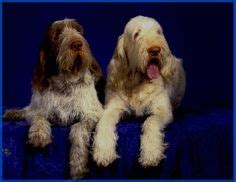 Grooming The Spinone Pet Stuff, Puppies For Sale, Melt, Products, Gadget