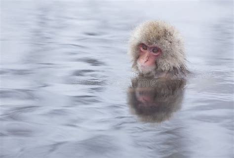 Snow Monkey in Hot Springs of Nagano,Japan. Stock Photo - Image of ...