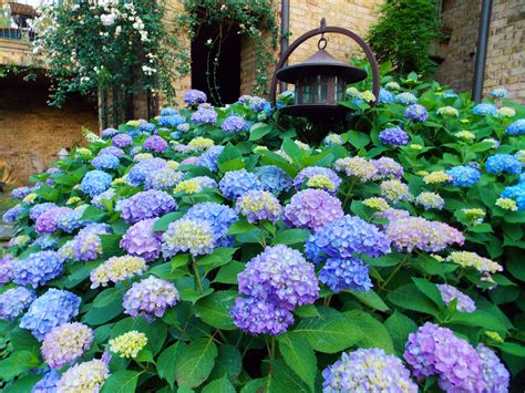 Hydrangea Wallpapers HD