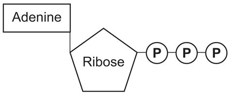 Atp Structure Labeled