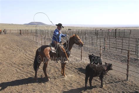 Photo of Cowboys Roping Cattle by Photo Stock Source cowboys, Flagstaff ...