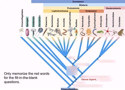 Opisthokont Phylogeny Diagram | Quizlet