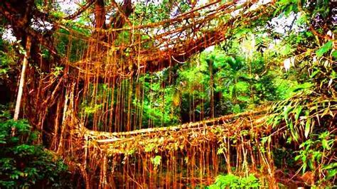 Double Decker Root Bridge Trekking, Cherrapunji Tour(3D/2N) - Travenjo