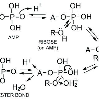 Proposed mechanism for phosphoester bond formation in a condensation ...