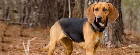 Are Treeing Walker Coonhounds Protective? Exposing Traits