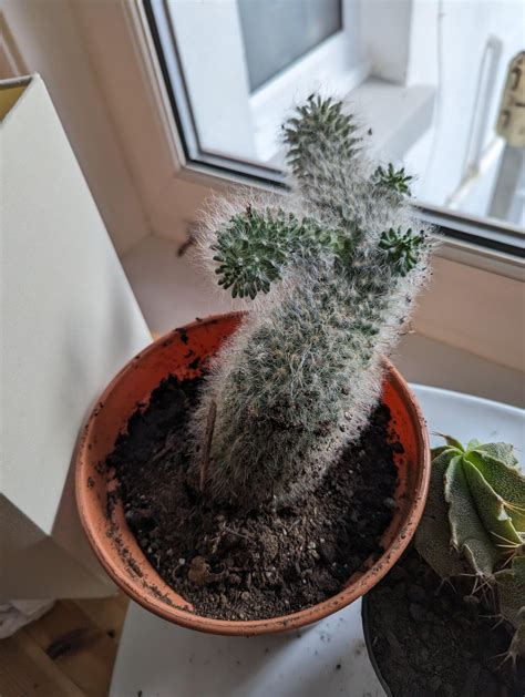 Cactus Care Tips : r/houseplants