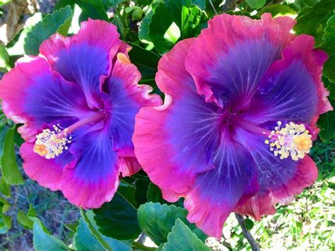 Flower Seeds Giant purple Hibiscus Exotic Coral Flowers 20 | Etsy