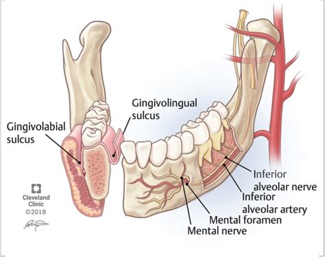 Alveolar Bone Anatomy