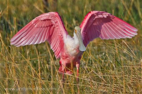 Every One Of These Pink Animals Can Be Found In Nature. They're Beautiful!!